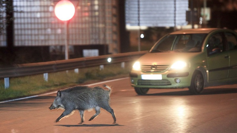 La sobrepoblación y la época de celo llevan al jabalí al centro de las ciudades