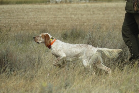 La Embajada de España en Lituania defiende a un cazador federado acosado por animalistas en este país, tras la petición de la RFEC