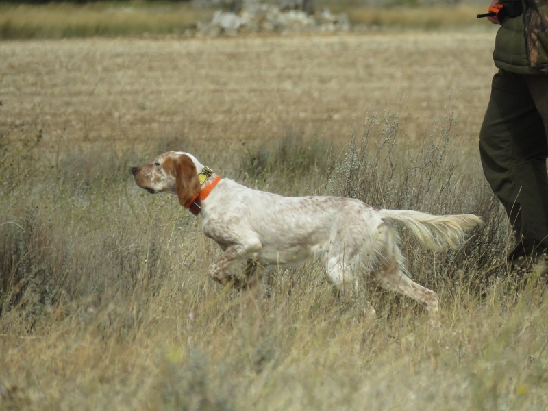 La Embajada de España en Lituania defiende a un cazador federado acosado por animalistas en este país, tras la petición de la RFEC