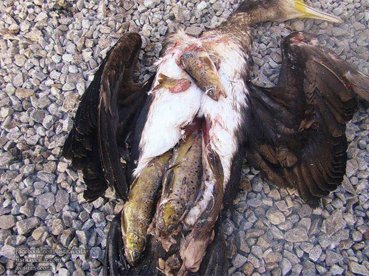 Los ecologistas critican el control de cormoranes