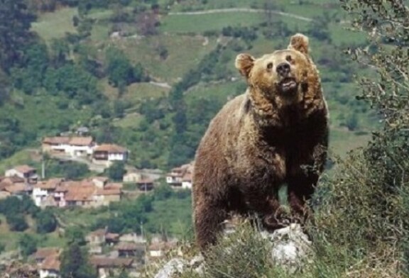 Artemisan pide que se investiguen las muertes de dos osos pardos durante el fin de semana en Huesca y Palencia