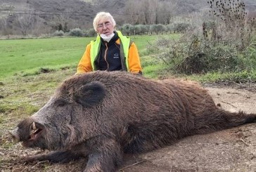 Gran jabalí de 150 kilos cazado en Tierra Estella