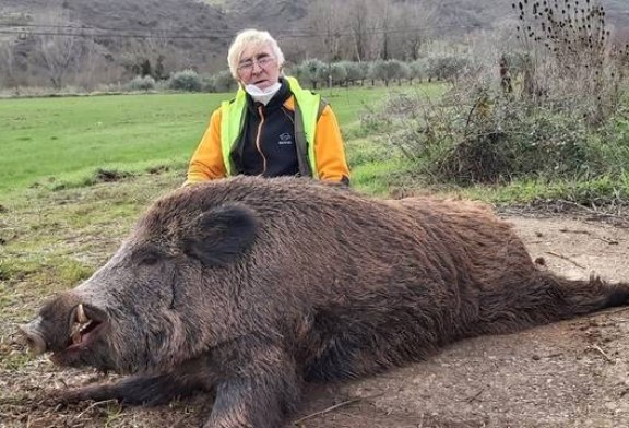 Gran jabalí de 150 kilos cazado en Tierra Estella