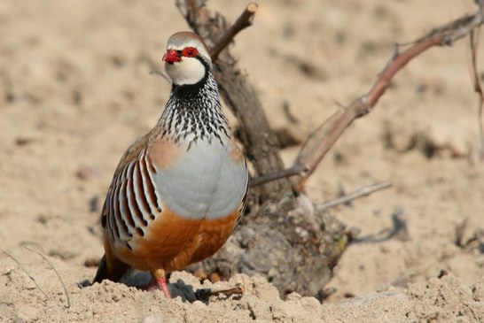 Los investigadores señalan que la declaración de la perdiz roja como especie “casi amenazada” no tiene soporte científico