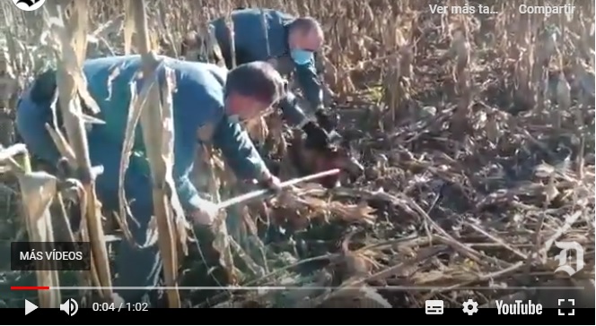 Vídeo / La Guardia Civil libera un lobo atrapado por un lazo ilegal en León