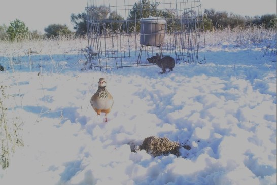 Temporal de nieve. El aporte de alimentación suplementaria es una alternativa para evitar la selección natural