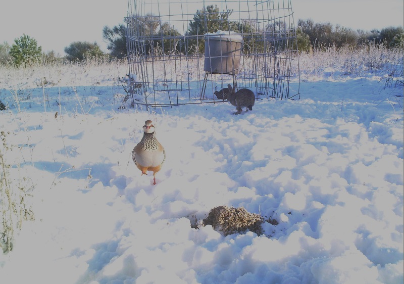 Temporal de nieve. El aporte de alimentación suplementaria es una alternativa para evitar la selección natural