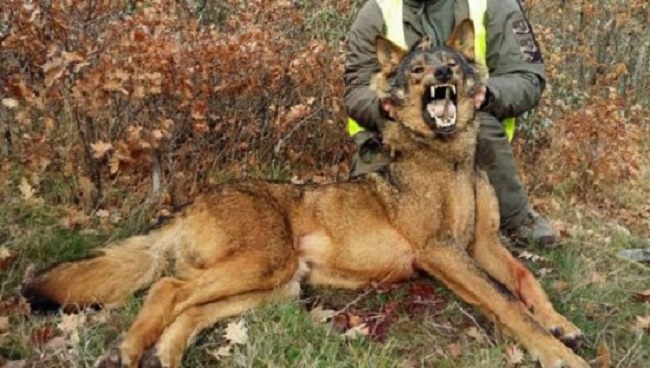 Abatidos 24 lobos en 15 meses, el 57% del máximo autorizado en Asturias