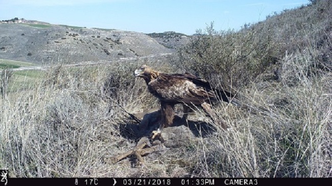 Un proyecto concluye que el águila real regula la población de corzos del Pirineo de Lleida