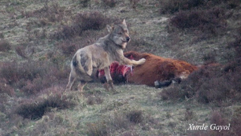 Europa dice ahora que el lobo «es un peligro real para el ganado» y decide revisar su protección