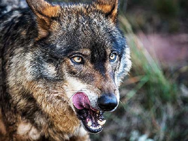 Más de 2.000 ayudas por daños de jabalí o lobo en Galicia