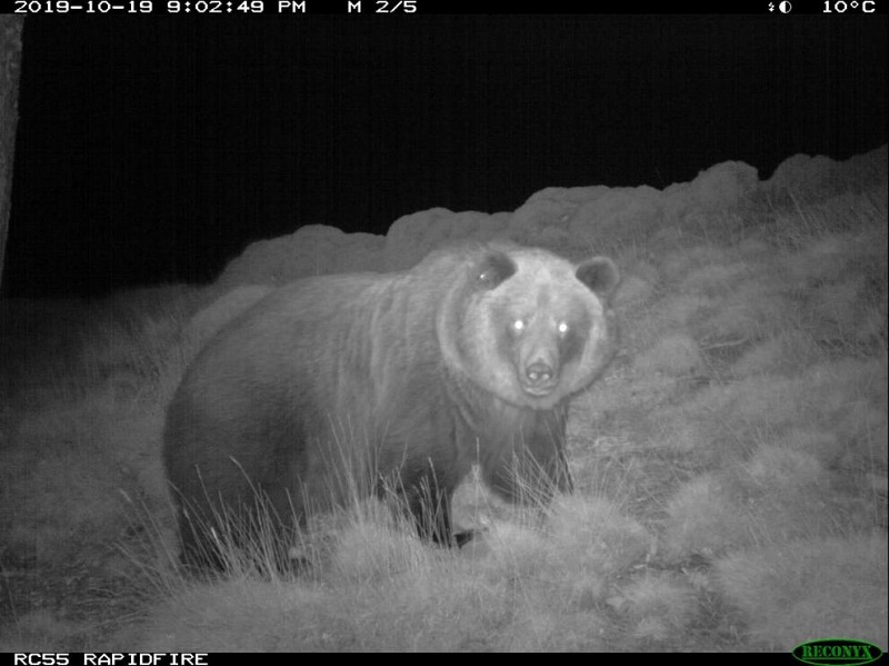 La investigación apunta a que el cazador que abatió un oso e Pirineos lo hizo en defensa propia