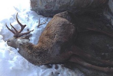 Seminario Preguntas y respuestas sobre la gestión de fauna silvestre durante olas de frío de Fundación Artemisan