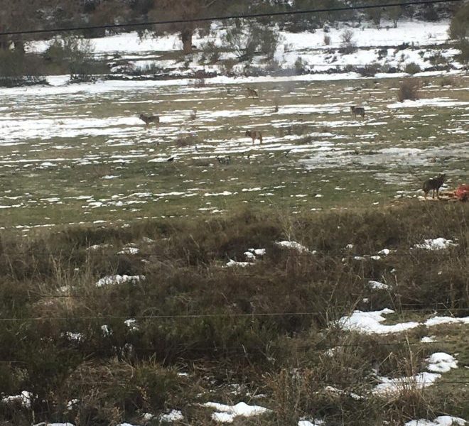 Una manada de una decena de lobos mata a un vaca en La Cabrera