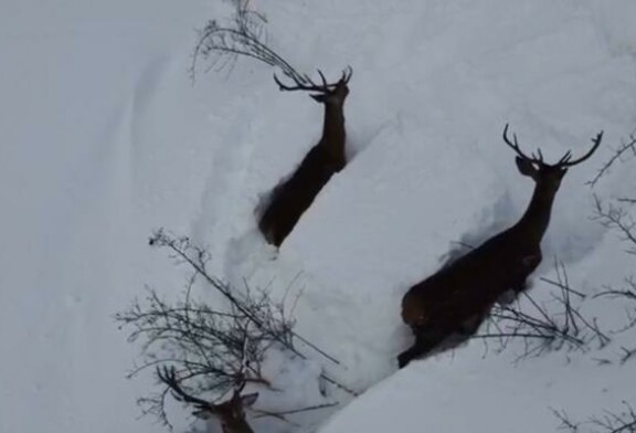 Video  / Una manada de ciervos se abre paso ante la gran nevada en León