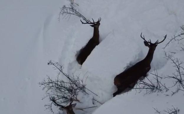 Video  / Una manada de ciervos se abre paso ante la gran nevada en León