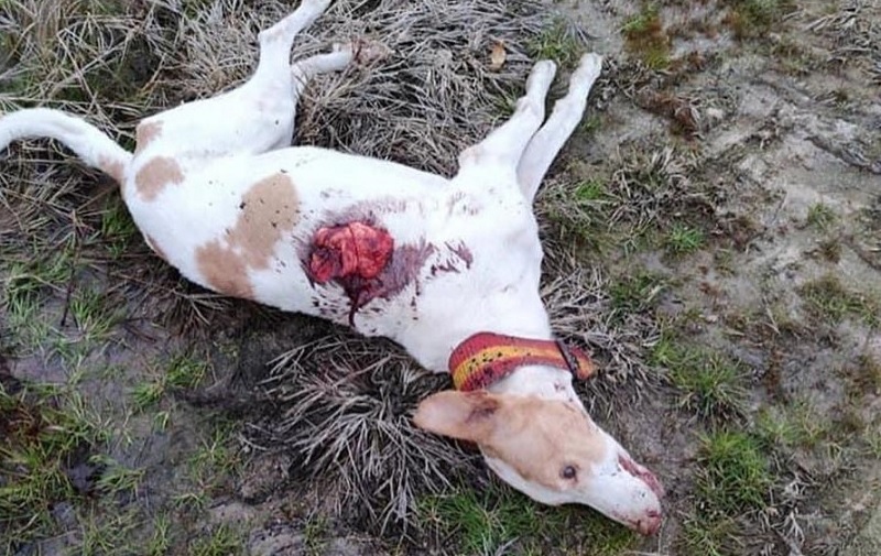 Unos desconocidos matan a tiros a 20 perros de una rehala y dejan malheridos a otros muchos en Casatejada