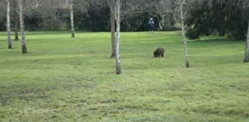 La Policía abate un jabalí en el parque Gijón
