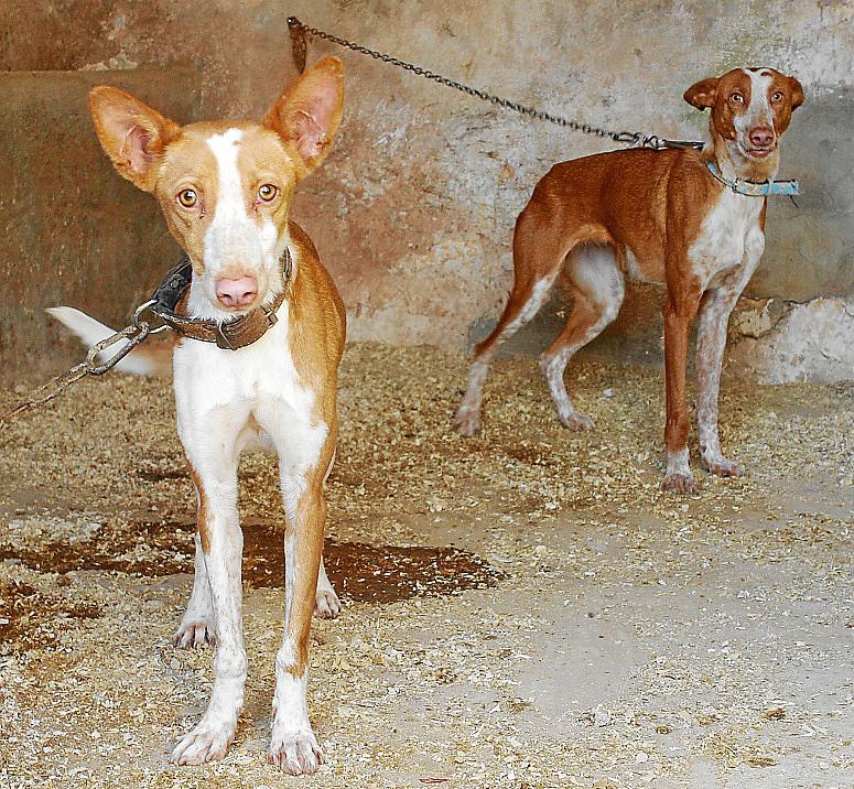 Roban 17 perros de caza y los dejan atados en varios puntos de Ciutadella