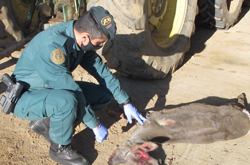 Sorprendido con un corzo muerto en el maletero cazado de forma ilegal en Zamora