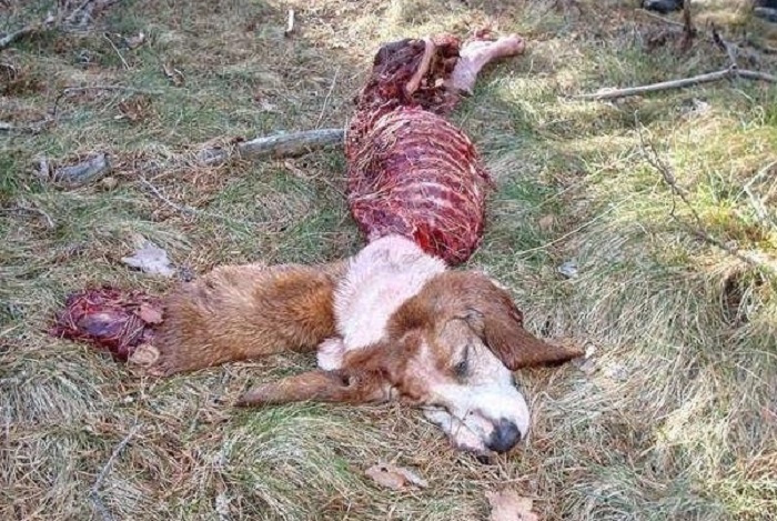 ARRECAL avisa de que la sobreprotección del lobo aumentará los ataques a perros de caza y ganado