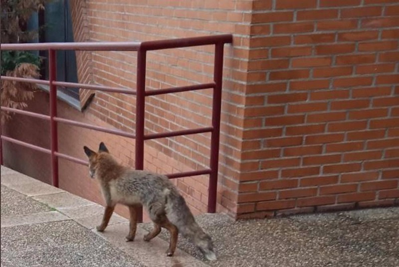 Valladolid. Zorros y lobos urbanos