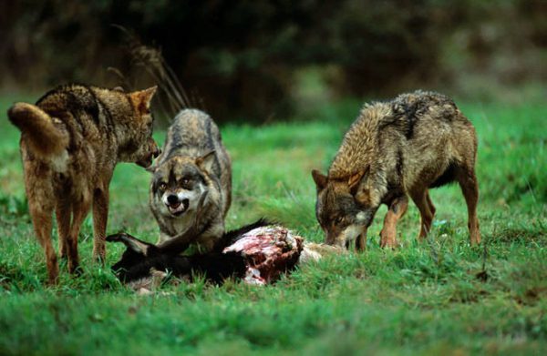 EN CONTRA DE LA INTRODUCCIÓN DEL LOBO EN EXTREMADURA