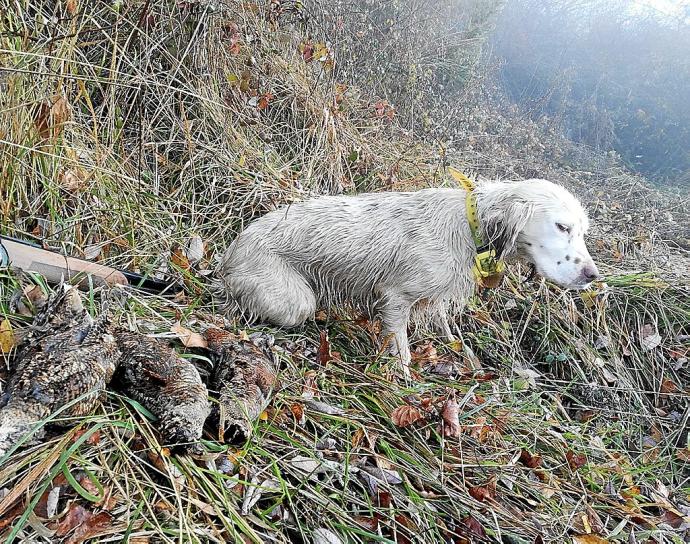 Navarra. Según el CCB una buena temporada de becada