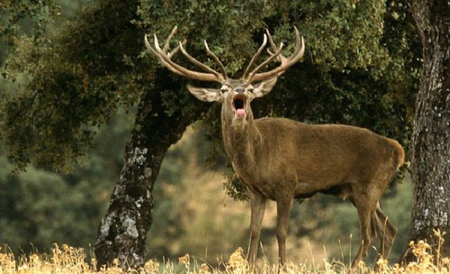 La caza puede ayudar a la conservación de las especies, según un estudio