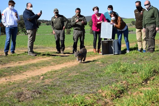 El sector cinegético apuesta por la conservación del lince ibérico a través del proyecto LIFE LynxConnect