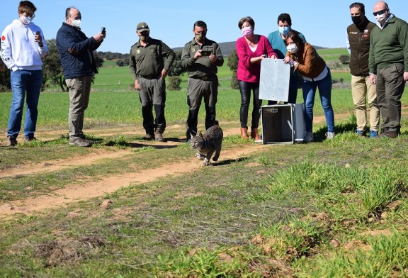 El sector cinegético apuesta por la conservación del lince ibérico a través del proyecto LIFE LynxConnect