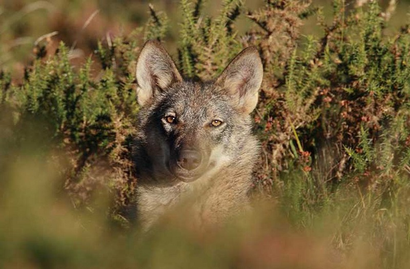 CyL ofrece ejemplares de lobo para repoblar zonas donde se ha extinguido y defiende la gestión de «éxito» en el Norte