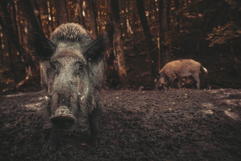 ¿Son caníbales los jabalíes?