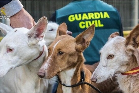 Ladrones de perros. Rescatados 32 perros «en condiciones deplorables» robados por una red que iba a venderlos para la caza