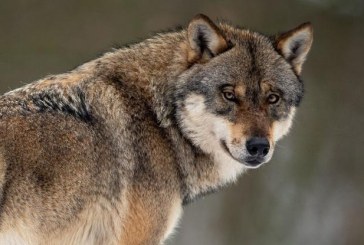 Lobo, la mayor traición al mundo rural