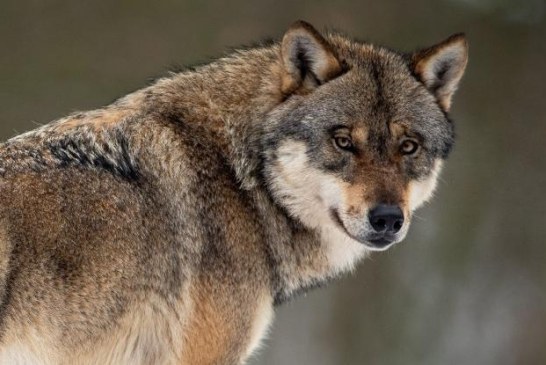 Lobo, la mayor traición al mundo rural