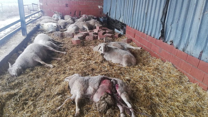Unas 60 ovejas muertas por el lobo en Villalonso