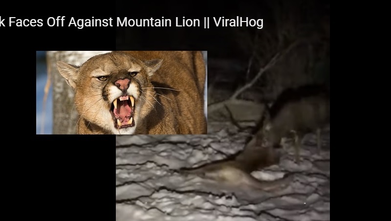 Vídeo. Una pelea mortal entre un ciervo y un puma deja a estos pescadores boquiabiertos