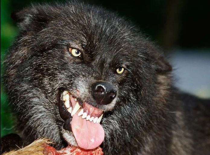 El campo se echará a la calle si prohíben la caza del lobo