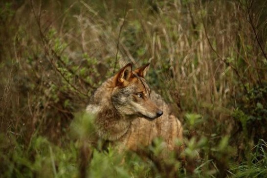 Álava sumó 47 ataques de lobo en 2020