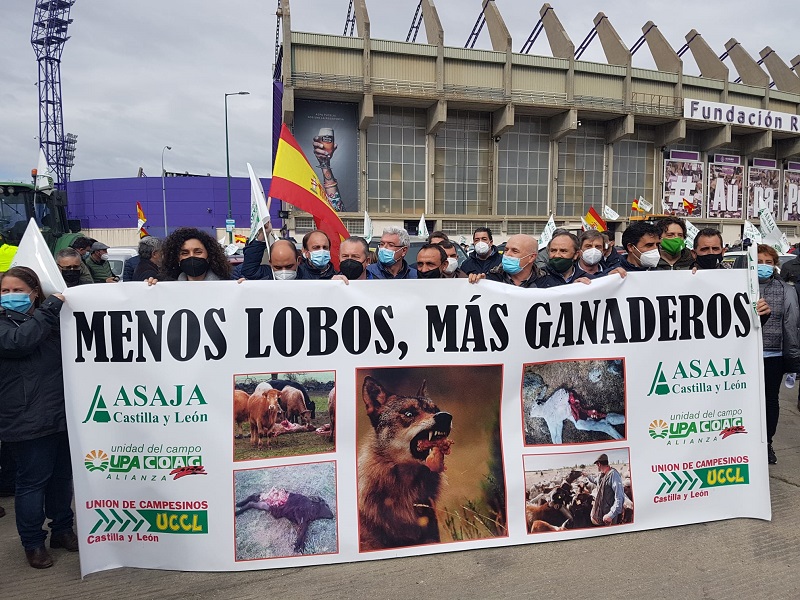 Caravana de tractores y coches por las calles de Valladolid en contra de la sobreprotección del lobo
