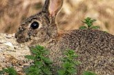 FEDEXCAZA presenta un proyecto para recuperar el conejo de monte en Extremadura