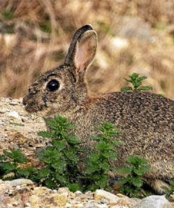Los cazadores alertan del aumento de la población de conejos en la Ribera
