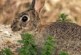 FEDEXCAZA presenta un proyecto para recuperar el conejo de monte en Extremadura