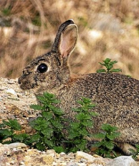 FEDEXCAZA presenta un proyecto para recuperar el conejo de monte en Extremadura