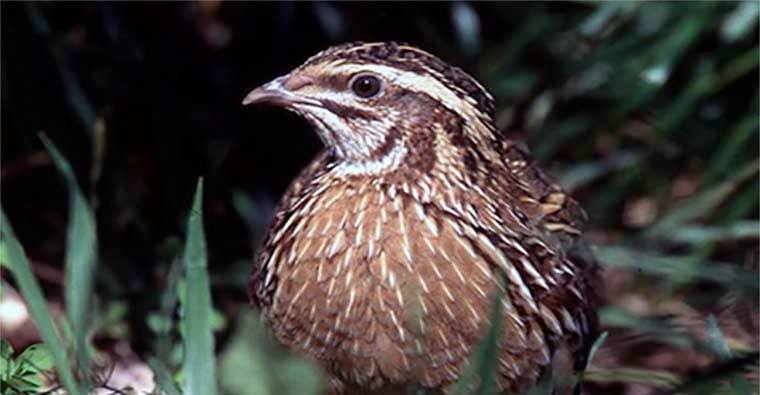 Cazadores Riojanos entregan 700 muestras de Codorniz al proyecto Coturnix