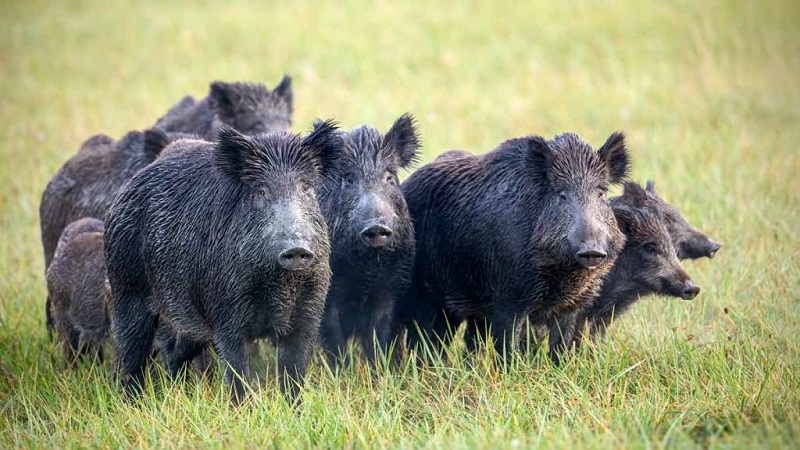 El jabalí está acabando con nuestras tierras