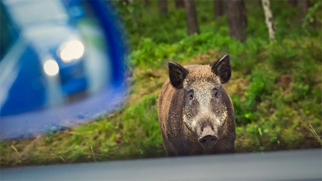 Un motorista denuncia a la Comunidad por chocar contra un jabalí en una autovía