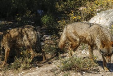 Artemisan pide a Teresa Ribera que retire al lobo del LESPRE tras la propuesta de la Comisión Europea