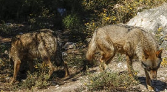 Artemisan pide a Teresa Ribera que retire al lobo del LESPRE tras la propuesta de la Comisión Europea